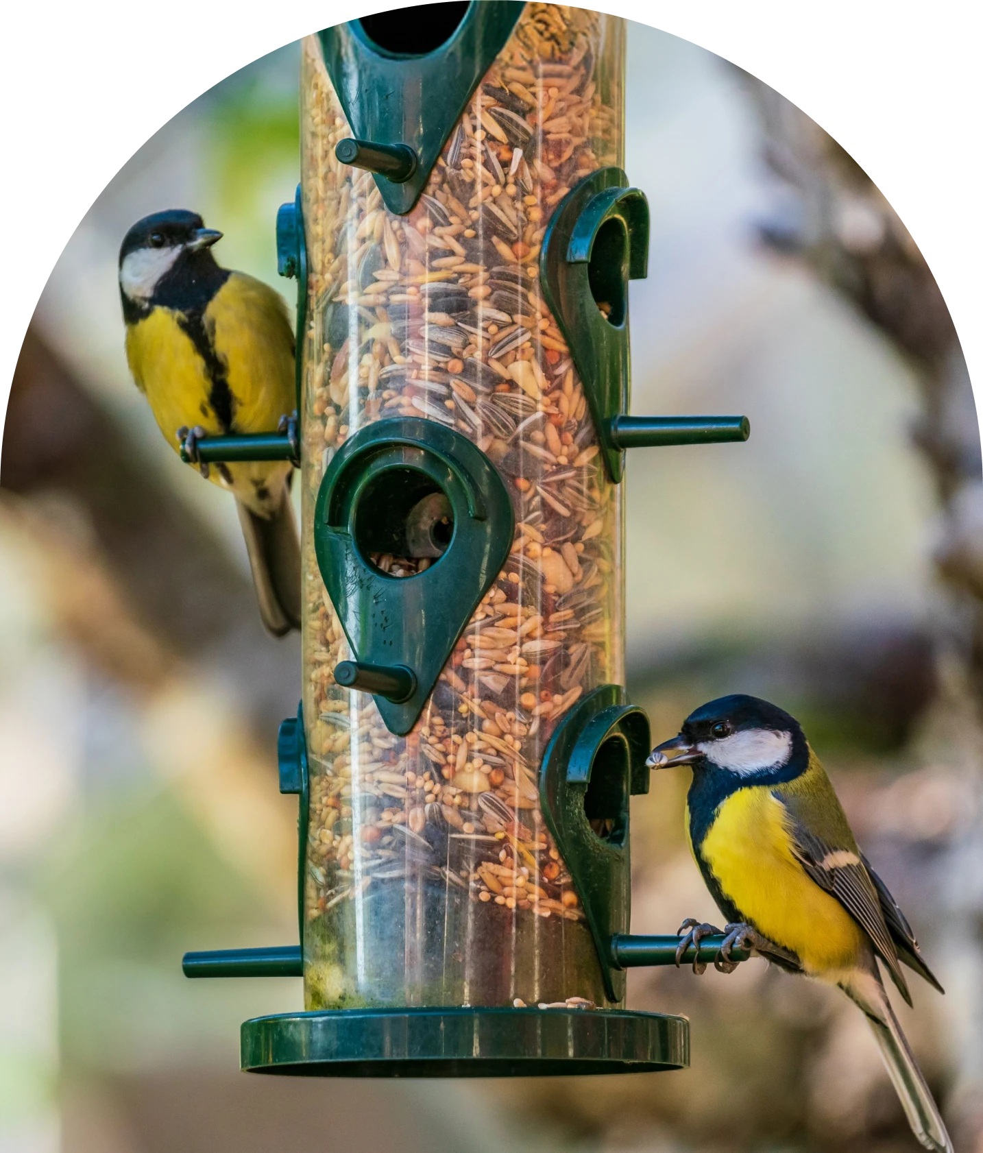 Two birds on a green bird feeder.