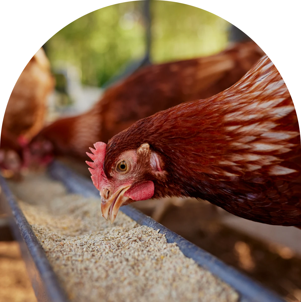 Chicken eating from a feeding trough.